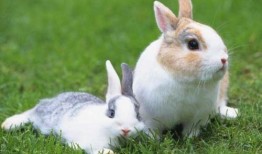 娱乐吃瓜酱兔子视频下载,揭秘热门娱乐瞬间